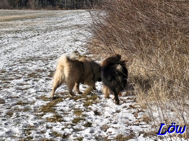 19.1.2026 - Suche nach den verlorenen Schnee